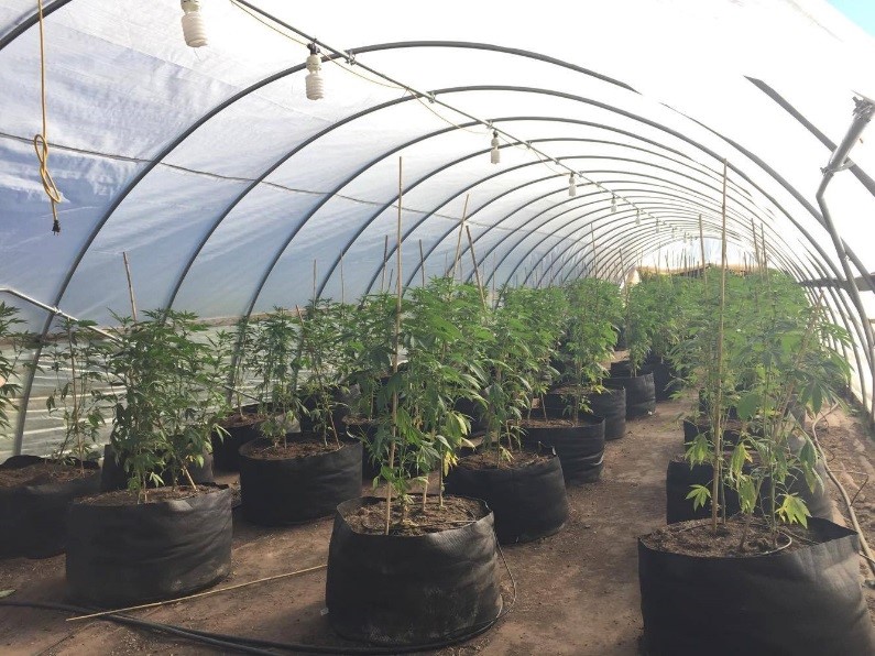 Cannabis plants growing in a greenhouse