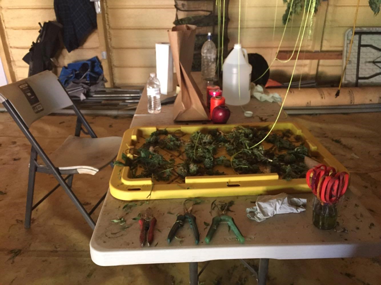 Trimming table on a cannabis farm