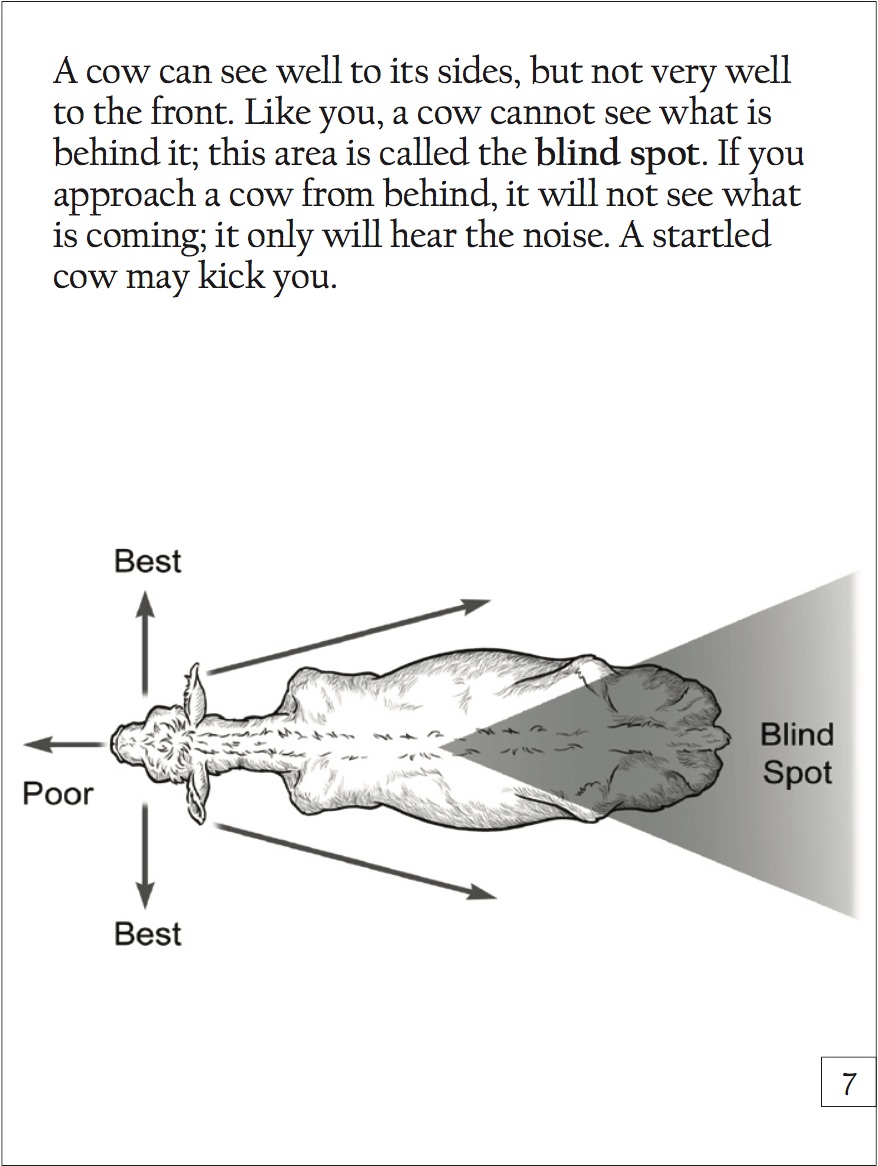 Diagram of Cow Blind Spot