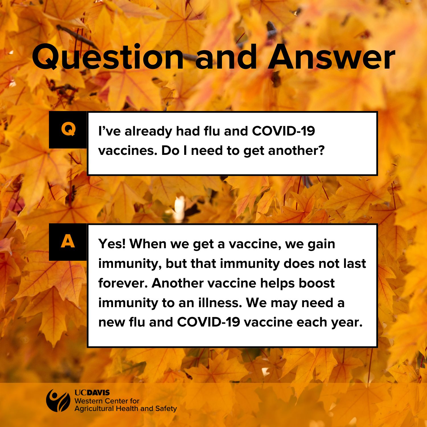 Background of yellow leaves with a Q and A about vaccines