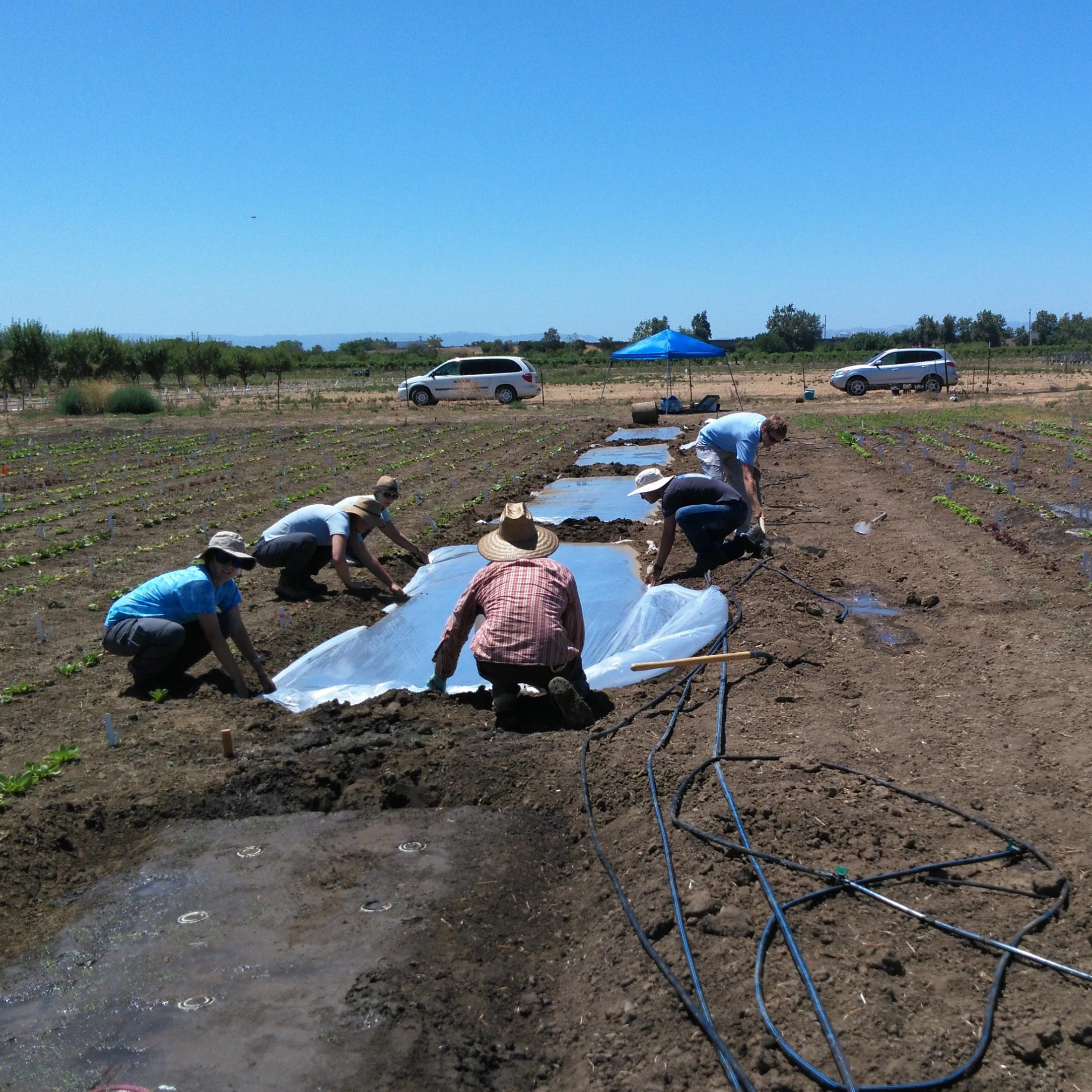 team of 6 researchers lay plastic on field to begin biosolarization