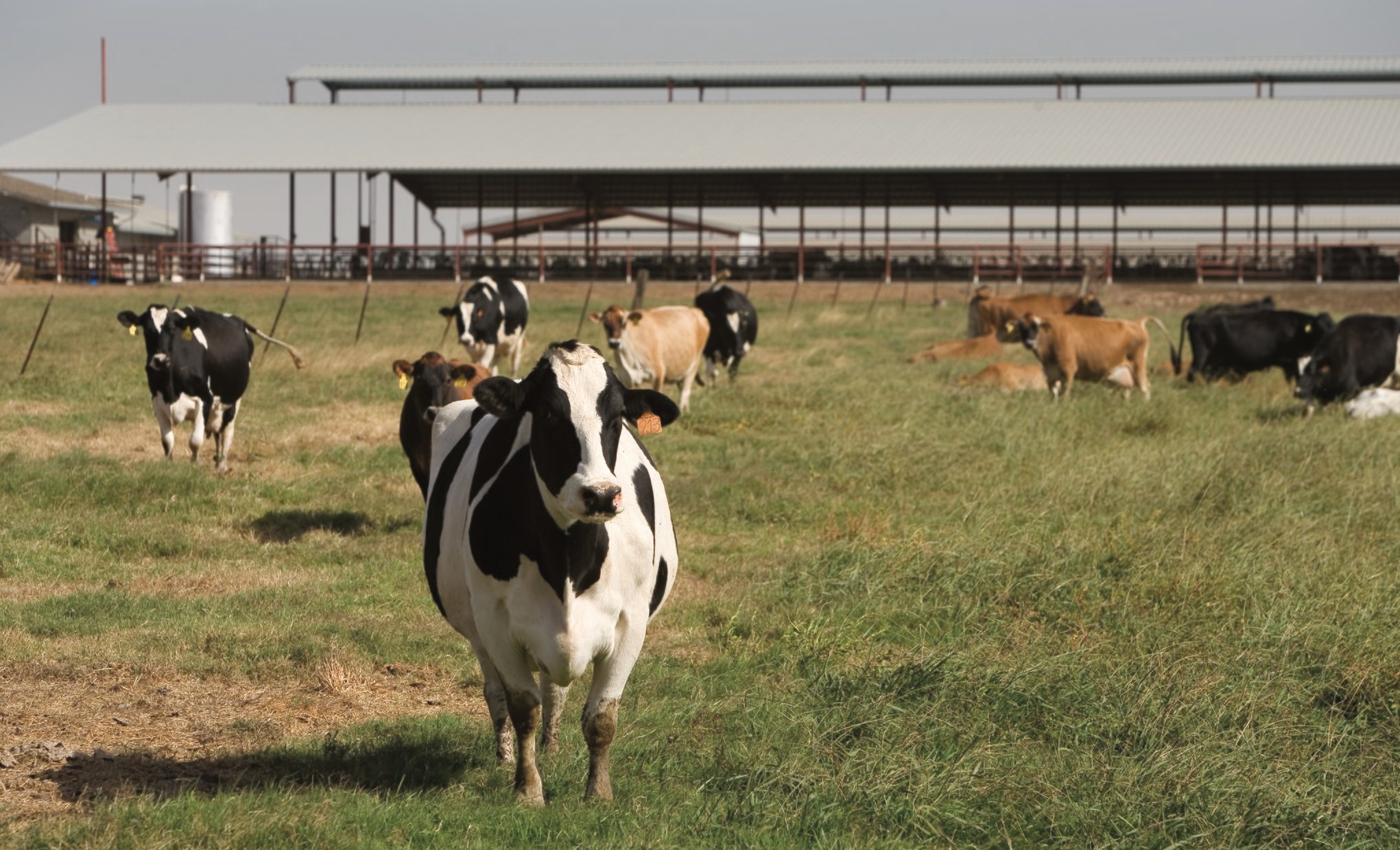 Large California Dairy