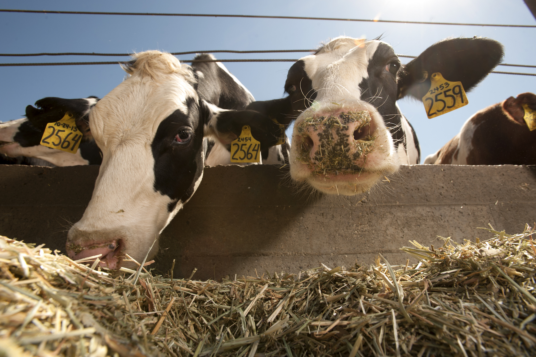 UC Davis dairy cows