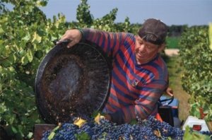 Grape Picking