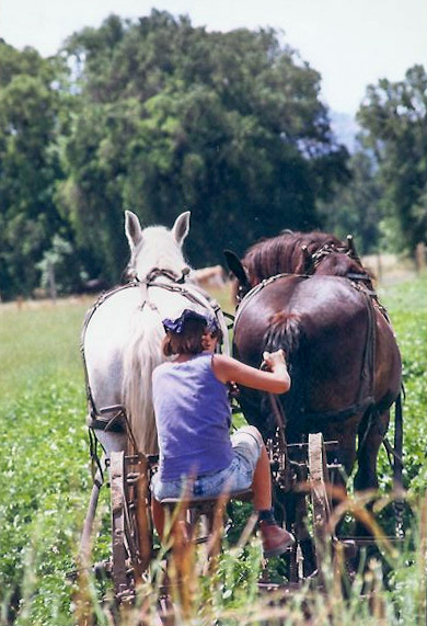 Laura Patterson driving horses