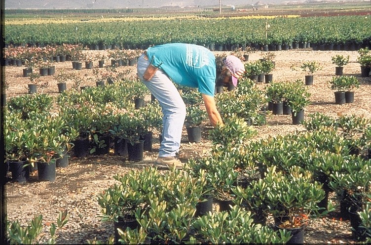 Nursery grower in stooped posture