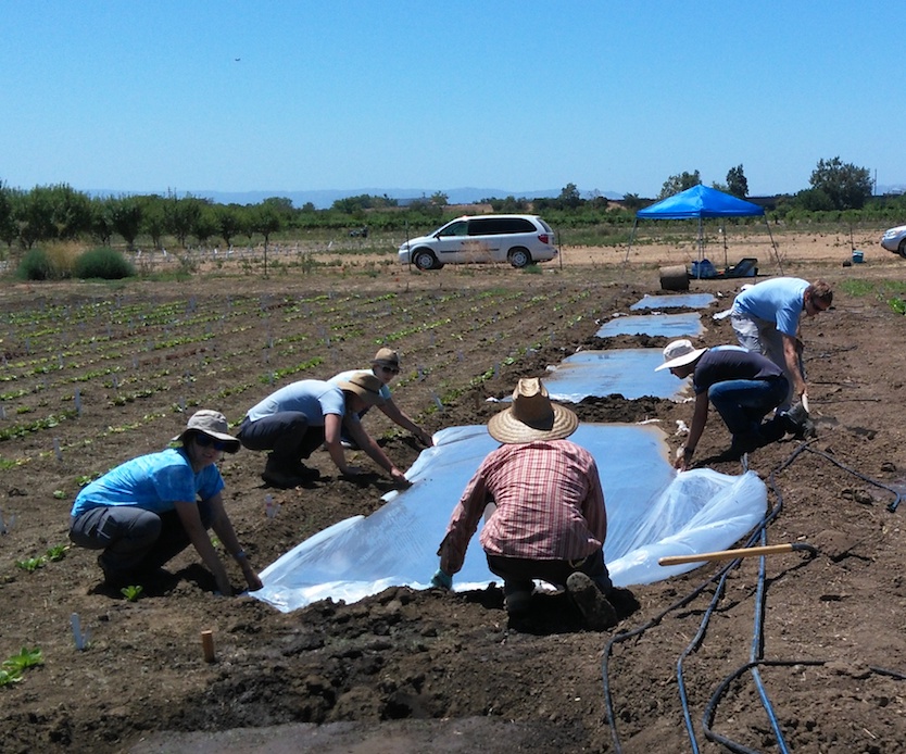 Laying of plastic tarp for biosolarization