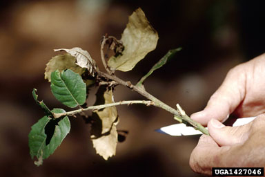 Dying leaves indicative of sudden oak death