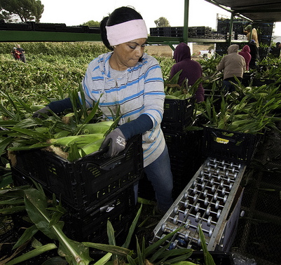 Woman farmworker harvesting corn