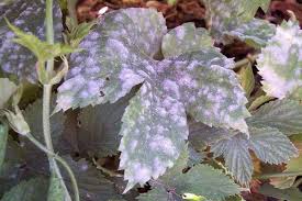 Powdery mildew on hops