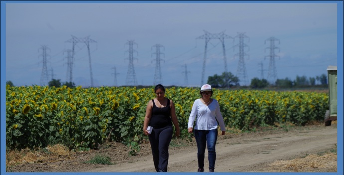 Researchers walk down the edge of a sunflower field in Yolo county