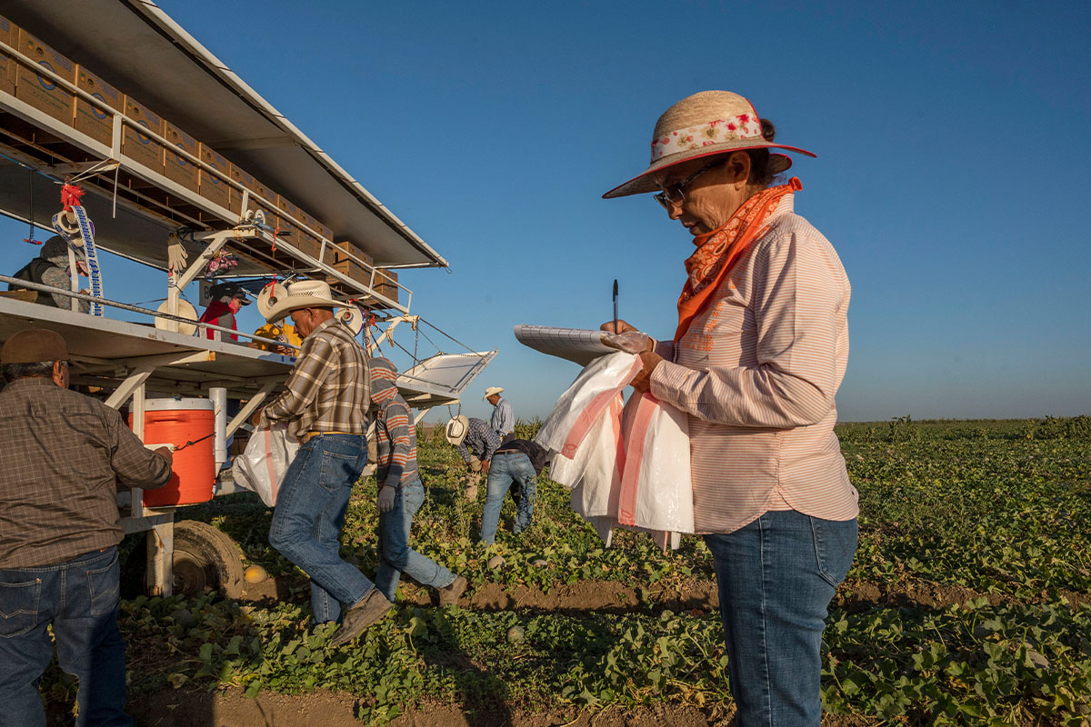 A supervisor takes notes as farmworkers harvest melons in the field