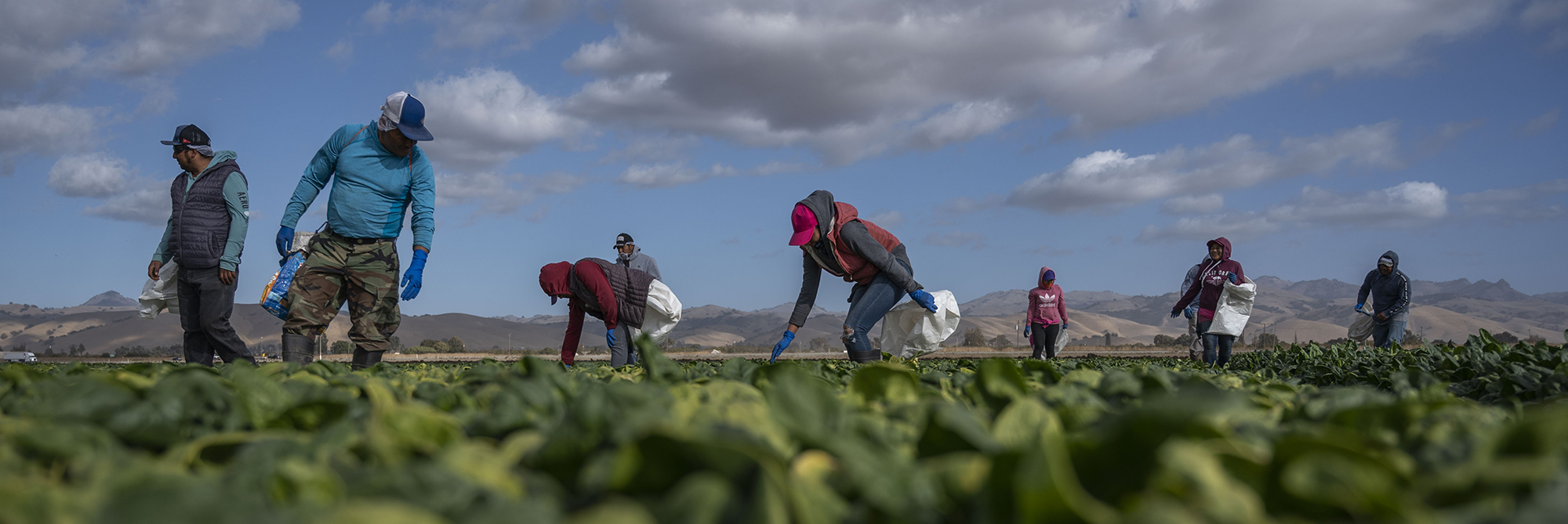 Farmworkers harvest spinach in California