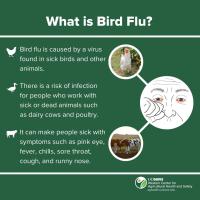 Explanation of bird flu with white text, green background, and illustrative images