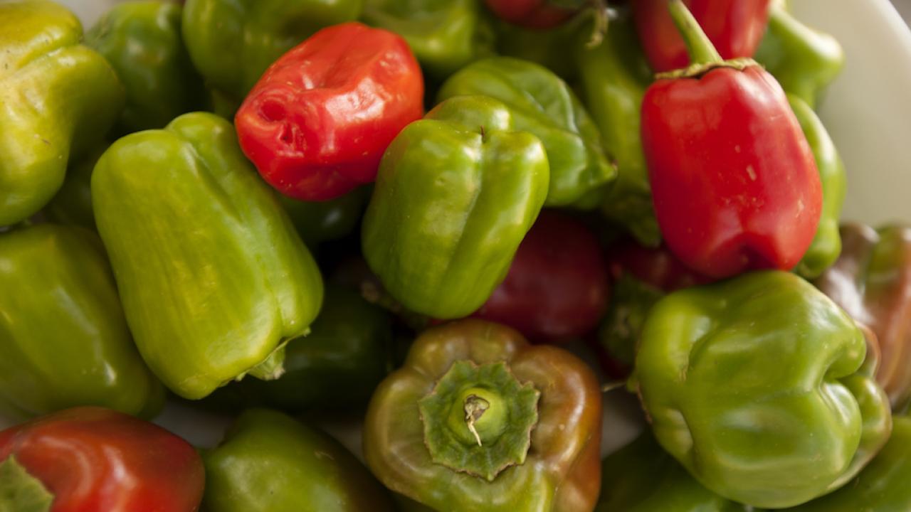 Photo by Gregory Urquiaga/UC Davis on September 10, 2014. Image is copyright © Regents of the University of California, Davis campus. All rights reserved. Red and green bell peppers