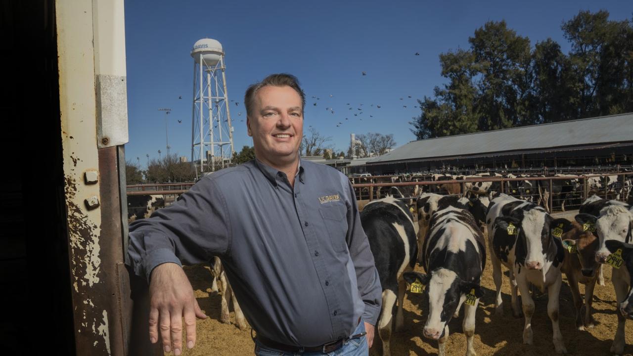 Frank Mitloehner at the UC Davis cattle barn