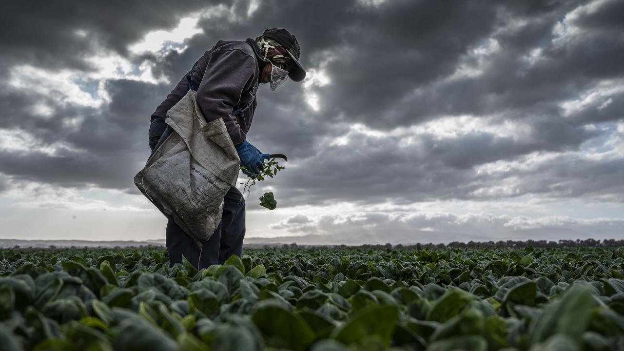 Farmworker harvests spinach under a cloudy sky