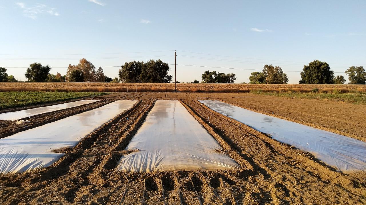 Field with plastic tarp applied for biosolarization