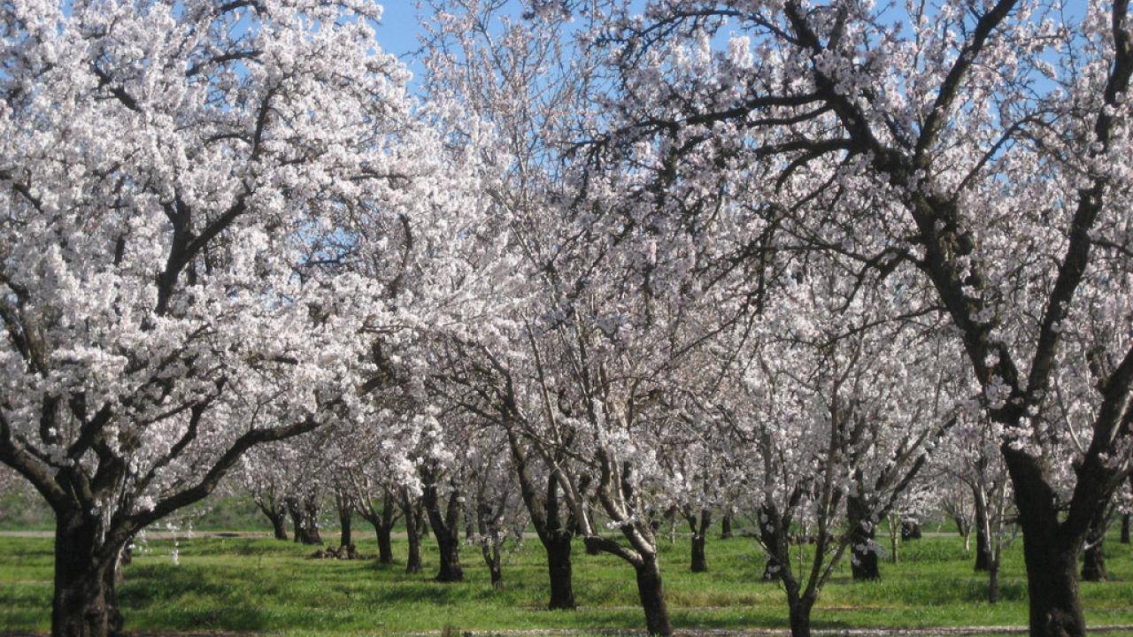 Blooming almond orchard