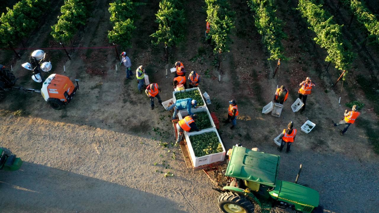 UC Davis Vineyard