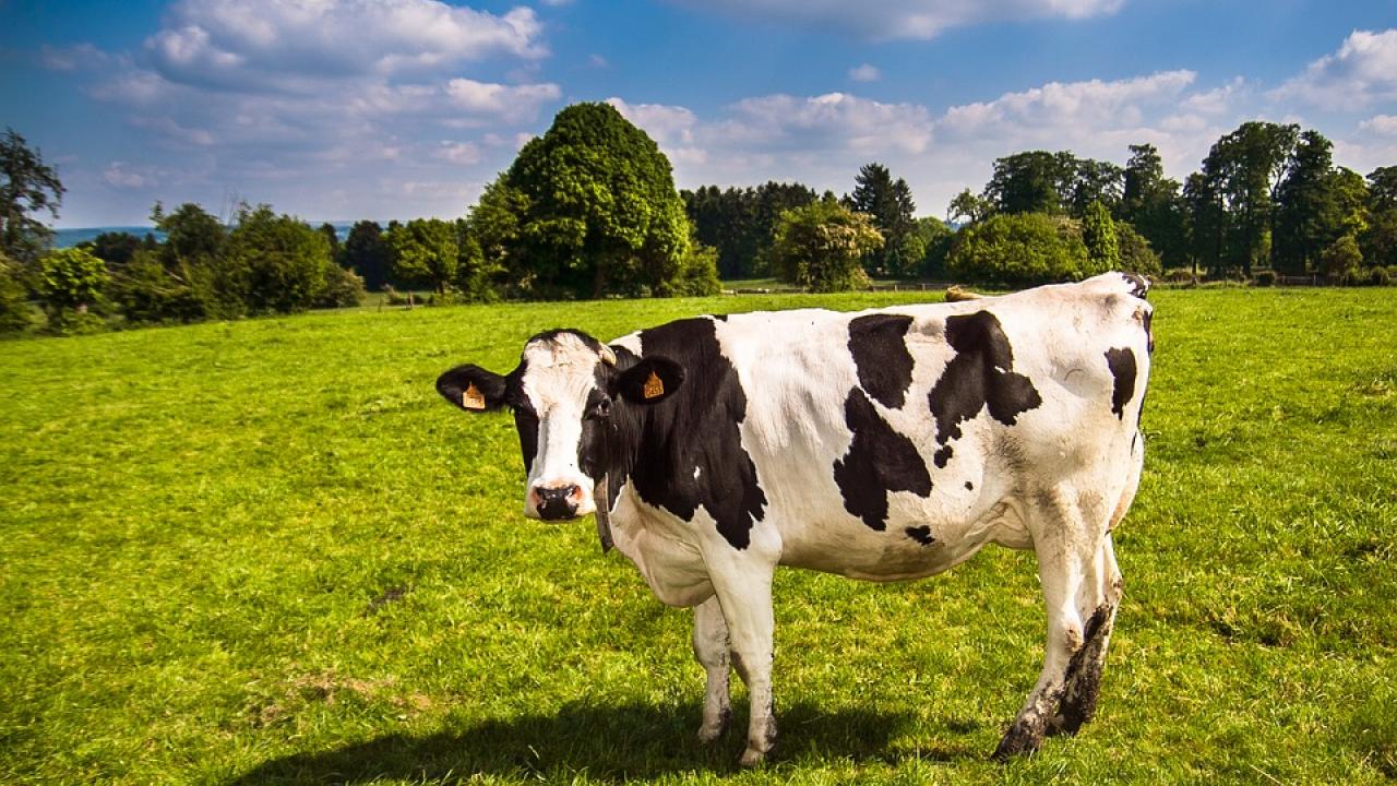 Dairy Cow in Field