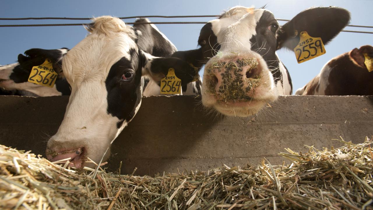 Dairy cows