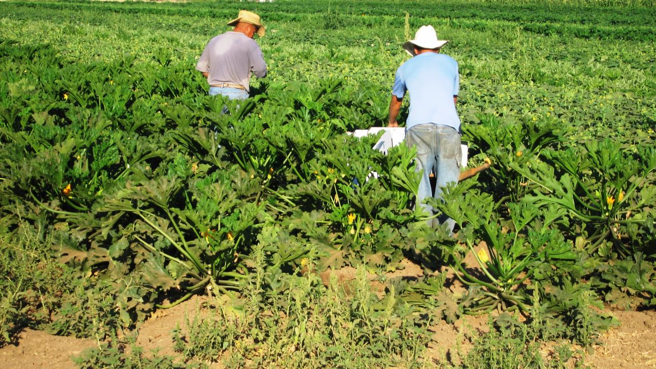 New Study Reports Differences In Physical Health Of U S Farm Workers By Legal Status Western Center For Agricultural Health And Safety