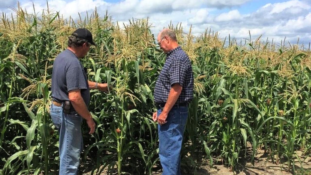 Farmers examining corn growing in field