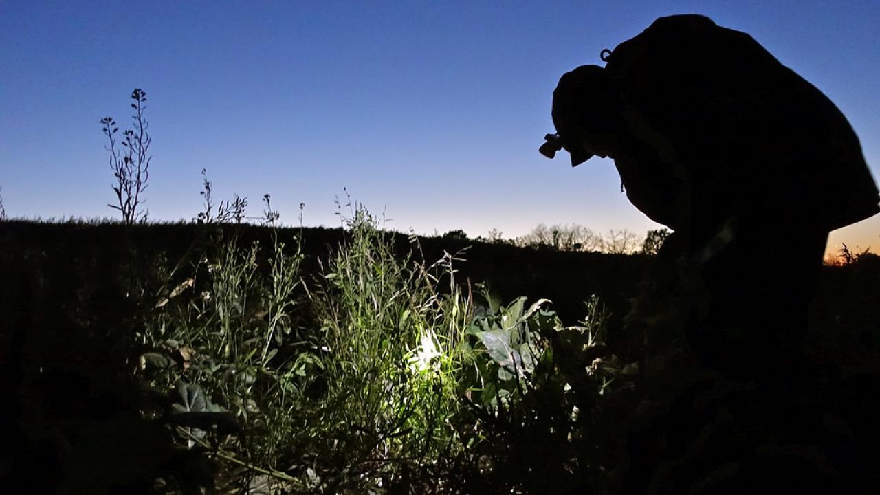 Farmworker with head lamp at dusk
