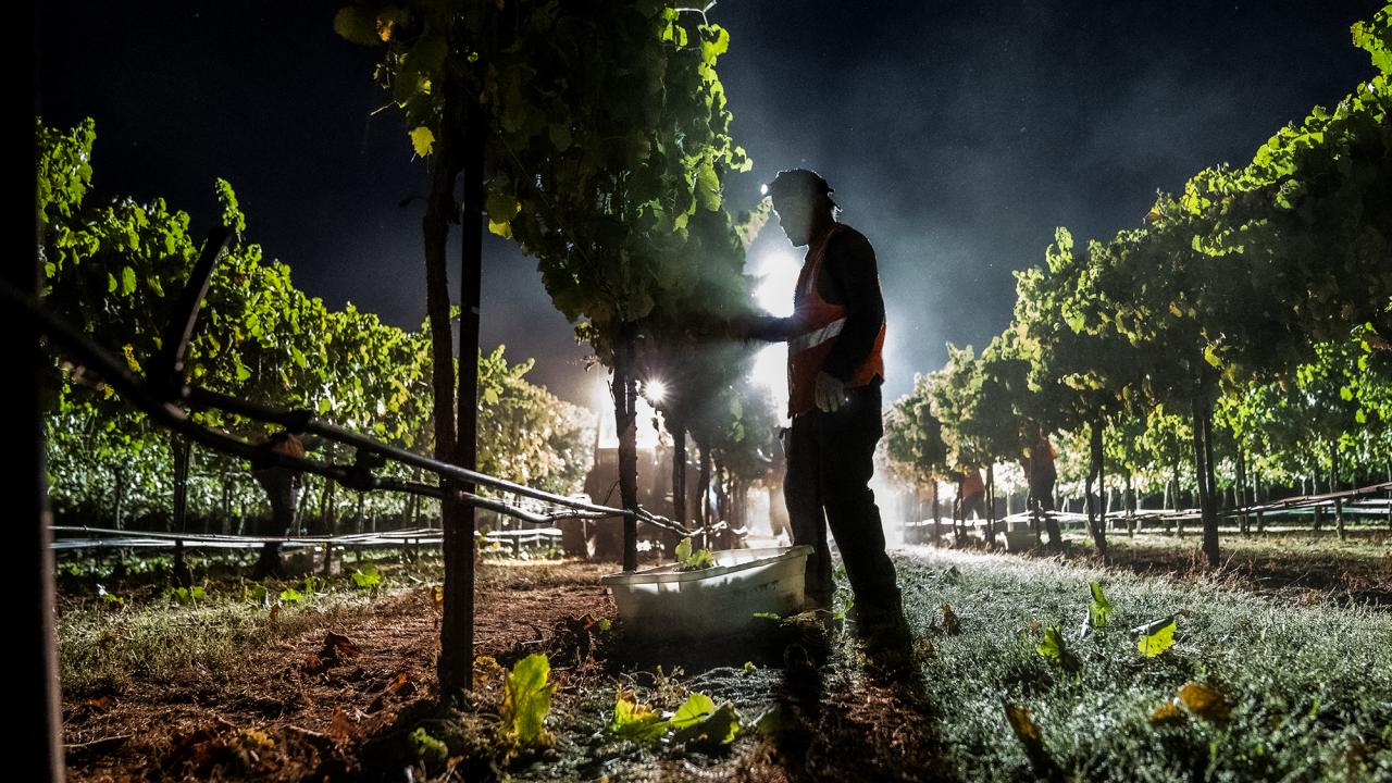 Area light silhouettes farmworker harvesting grapes at night