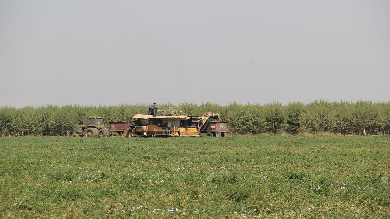 Fruit being harvested at Rominger Farm