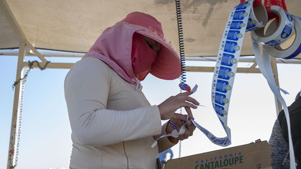 Farmworker wearing bandana puts stickers on melons
