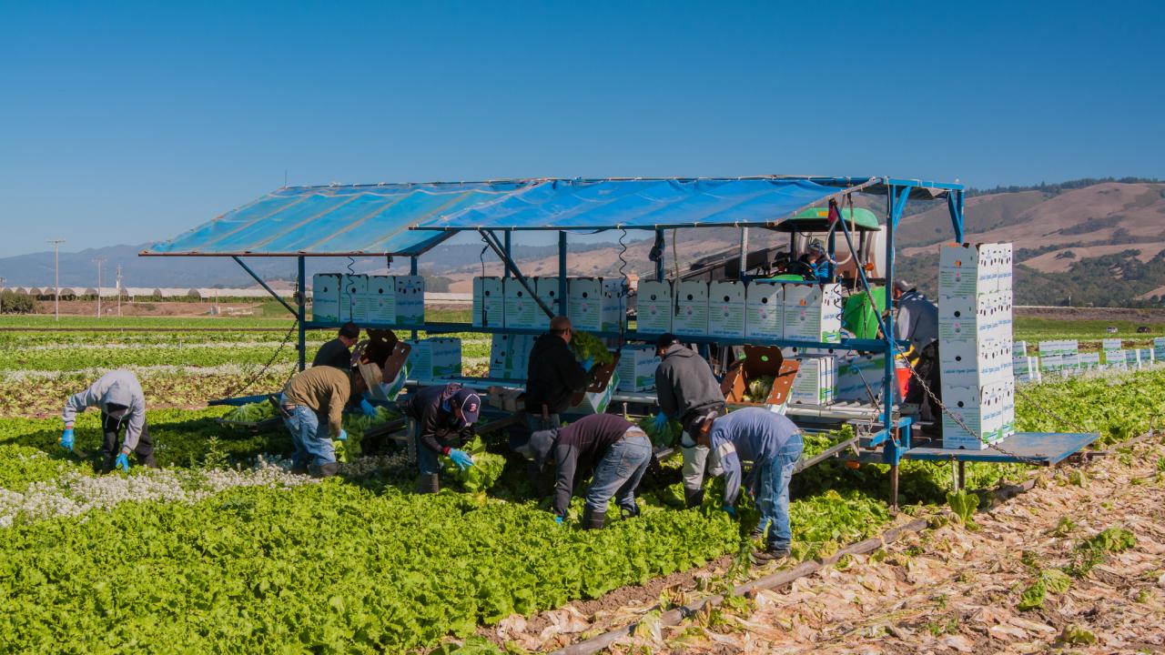 Men bent over picking lettuce