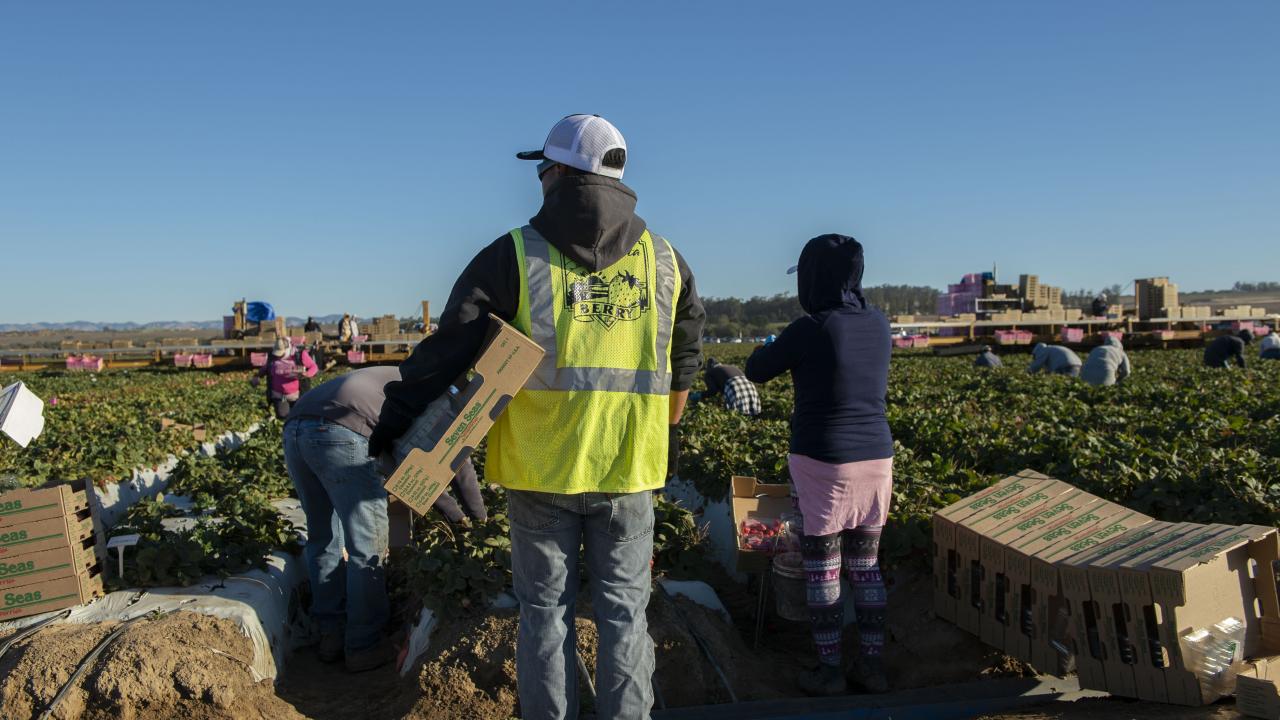A supervisor observes workers harvesting strawberries