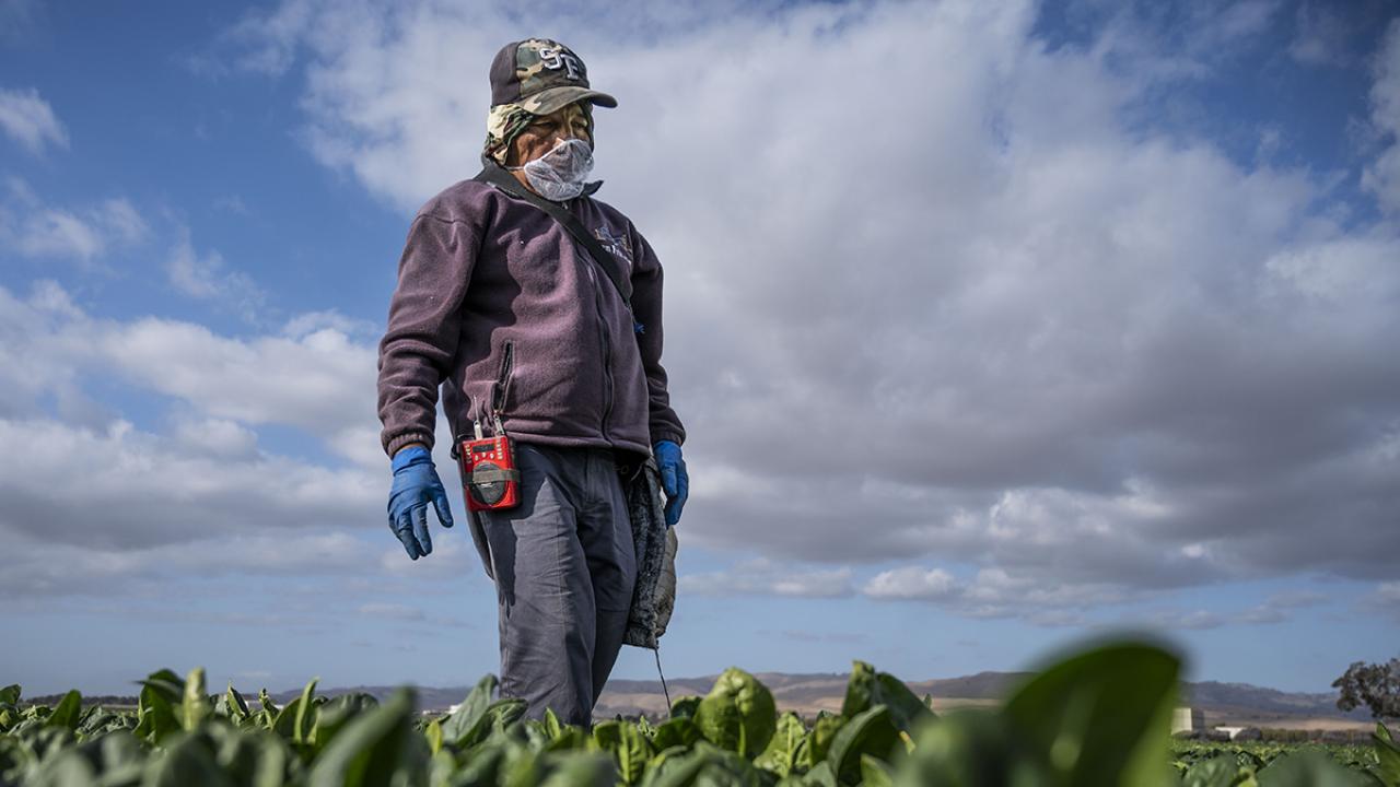 Farmworker standing in a spinach field