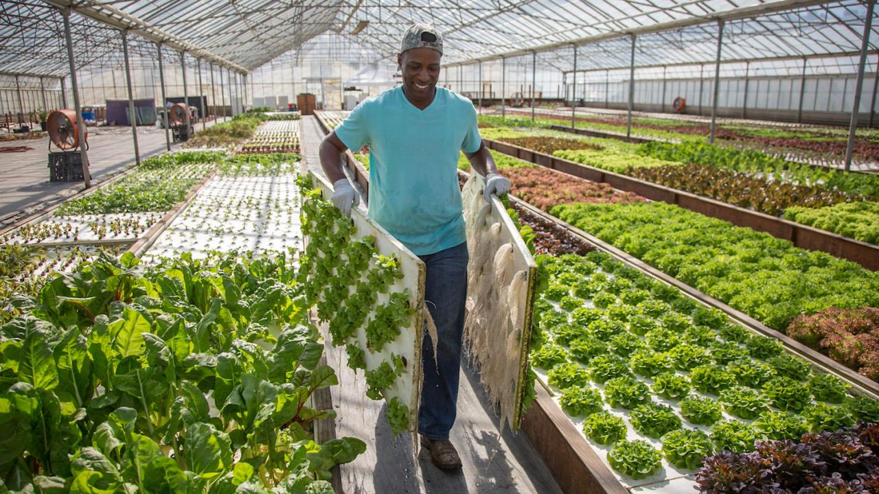 Veteran farmer Nate Looney