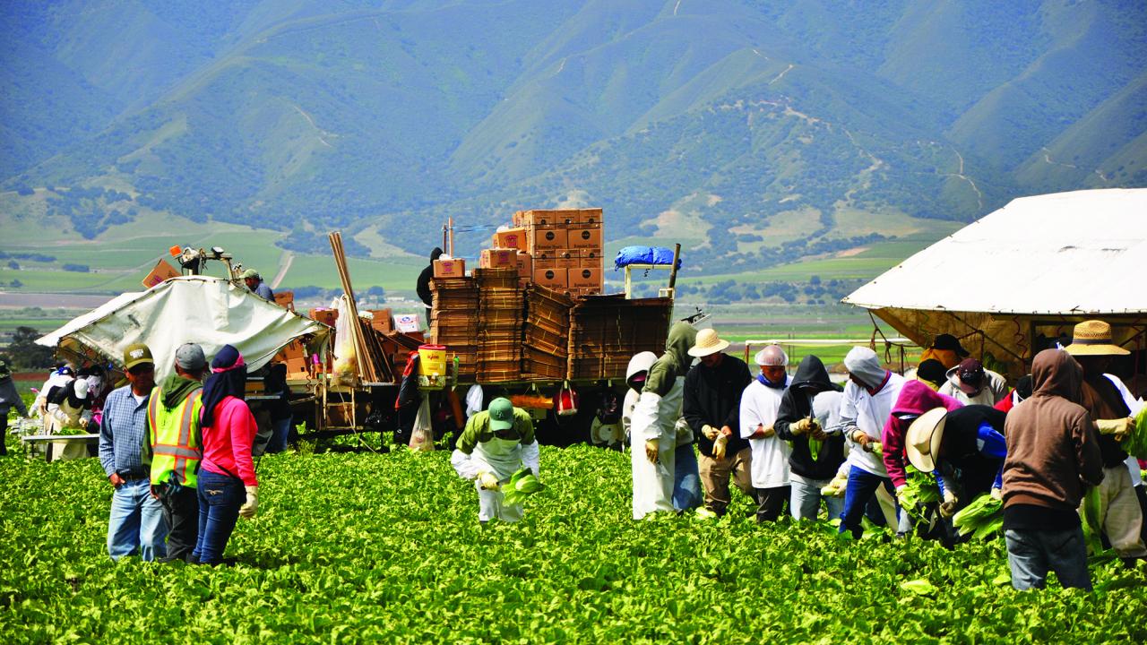 Farmworkers harvesting lettuce