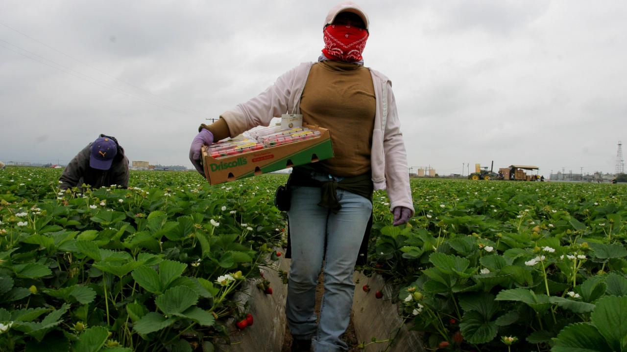Farmworker Harvesting Strawberries