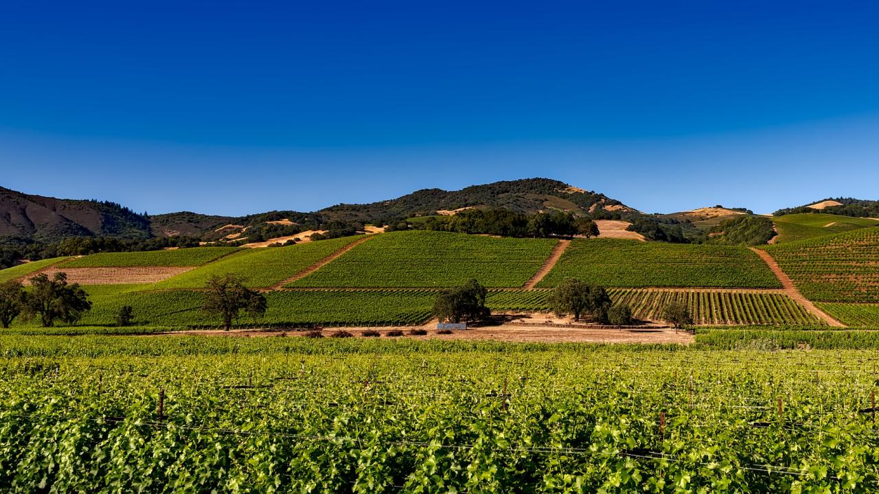 California vineyards