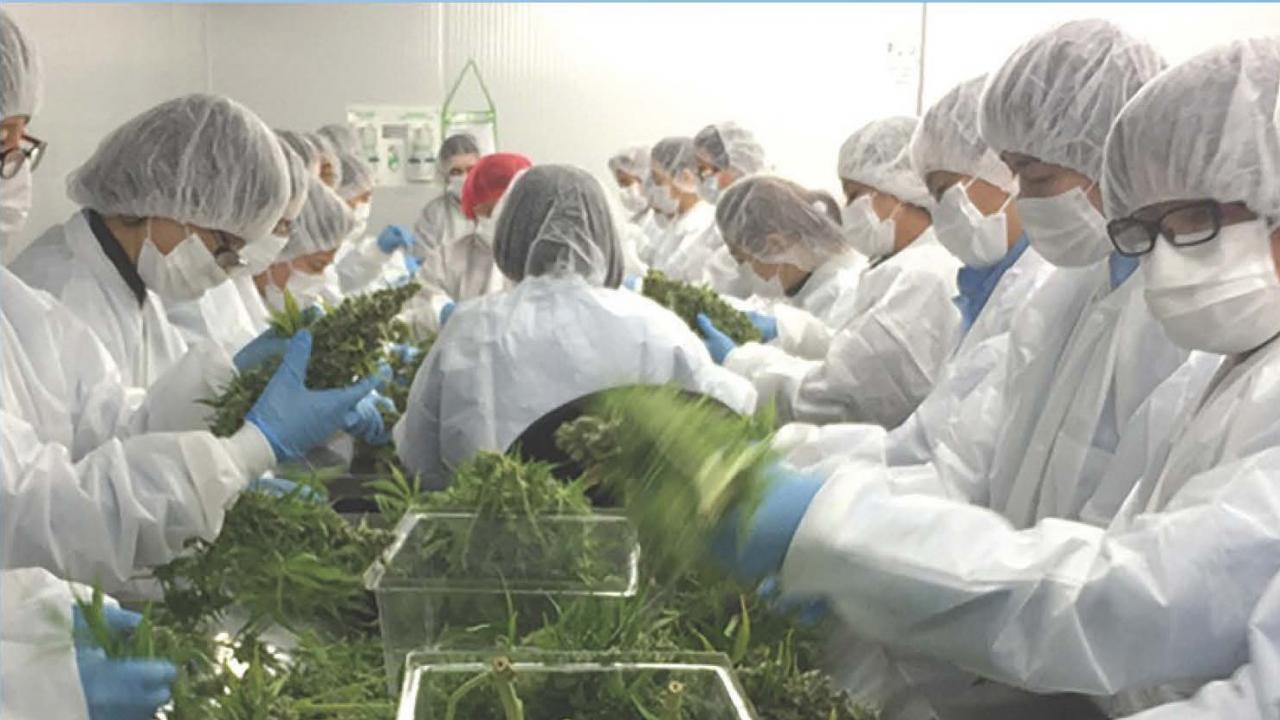Cannabis research assembly line