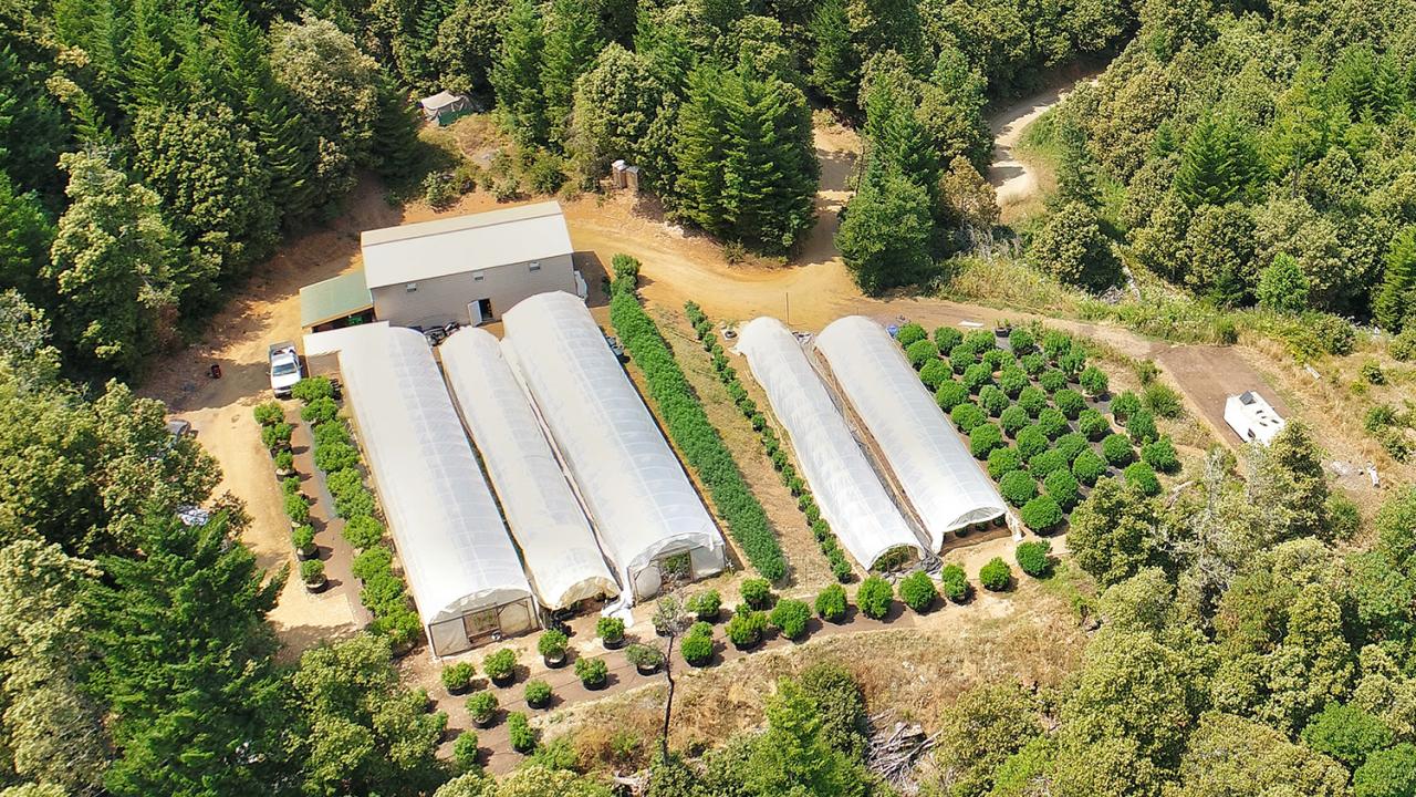 Aerial view of a cannabis farm