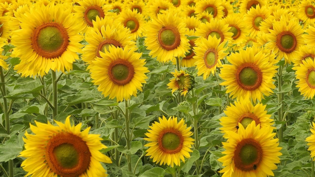 Field of sunflowers