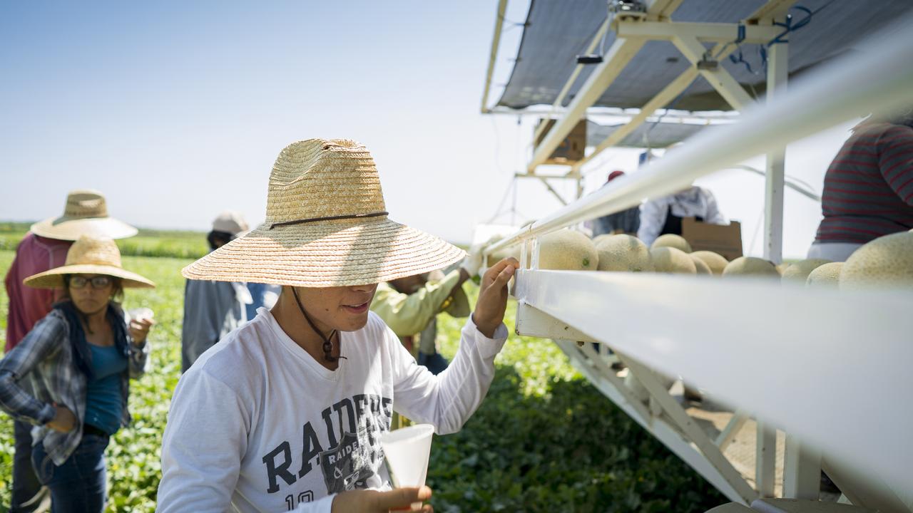 A farmworker pauses to take a drink