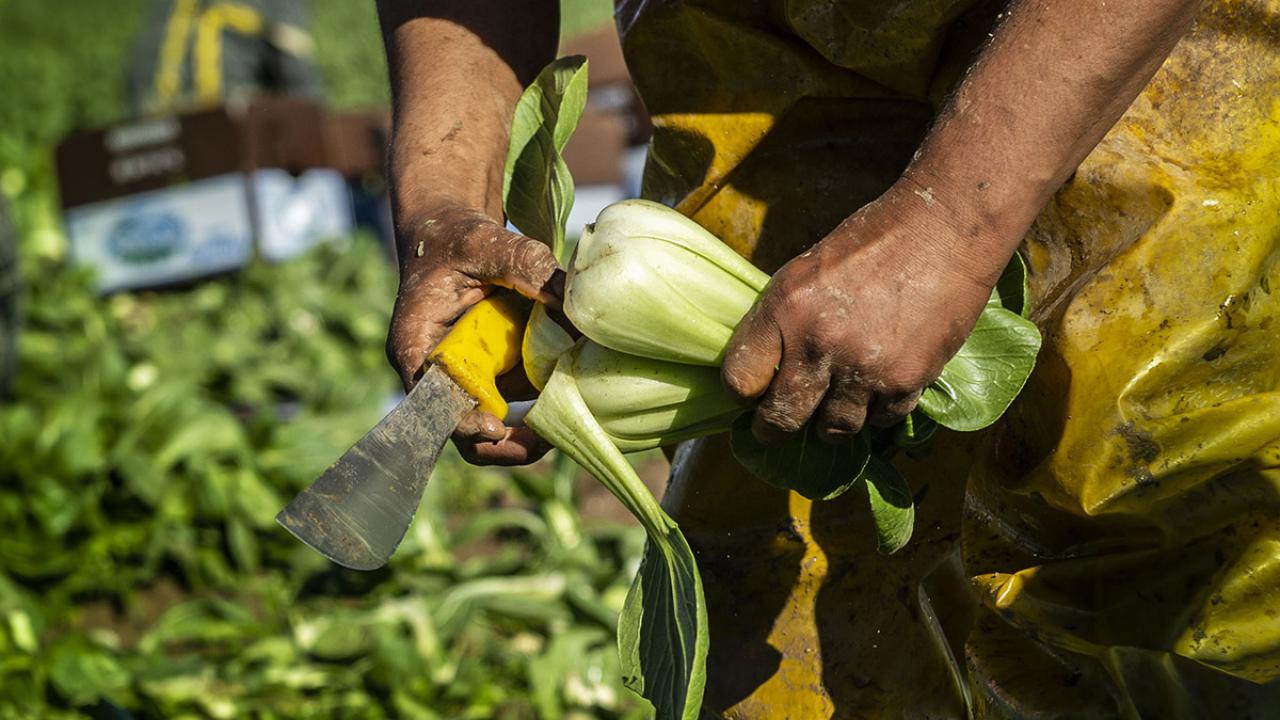 Close up of a farmworkers hands holding a knife while harvesting bok choy