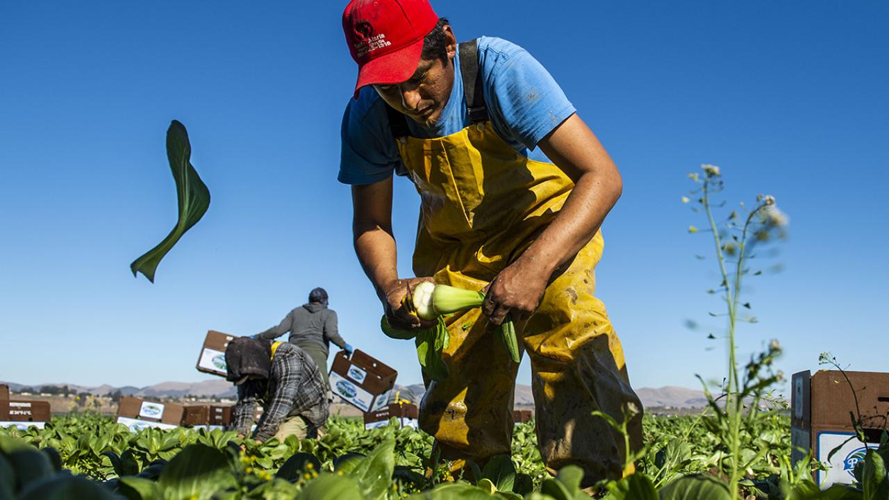 A farmworker harvests spinach in the field