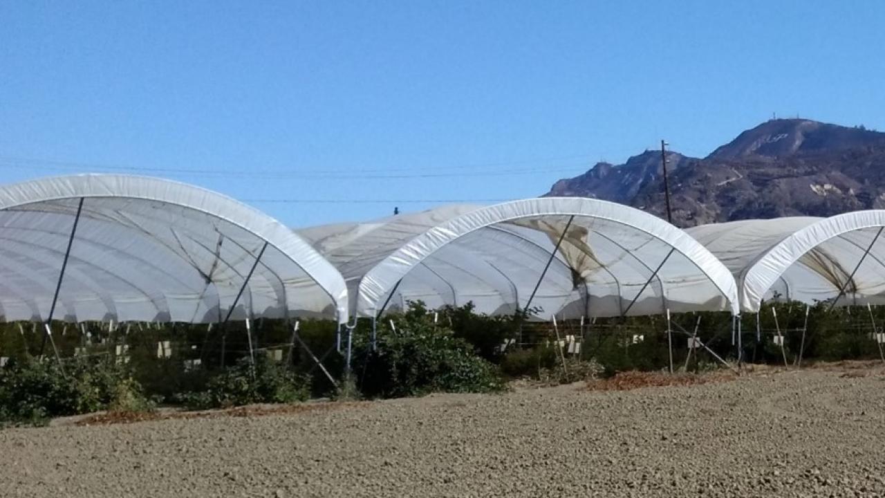 Polytunnels used to grow blackberries and raspberries in Ventura County.