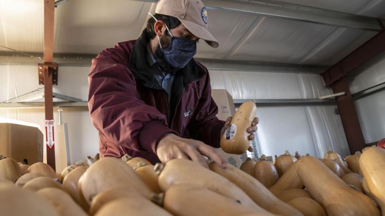 A farmworker examines butternut squash