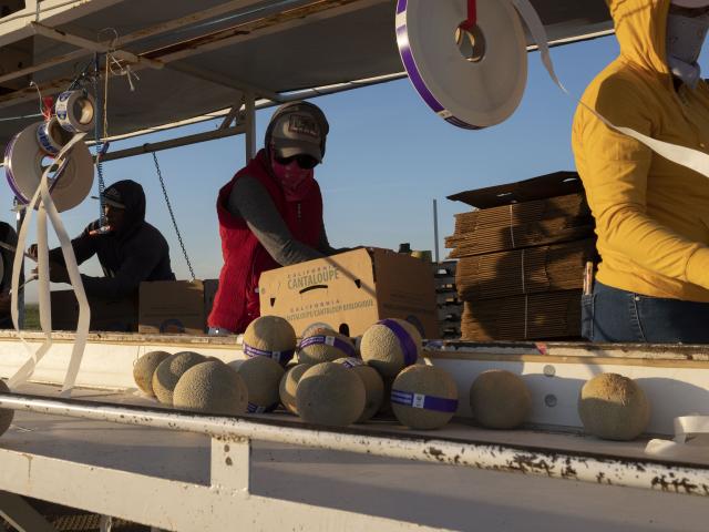 Farmworkers packaging melons