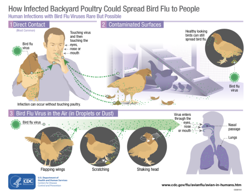 Illustration of bird flu transmission from bird to human