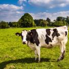 Dairy Cow in Field